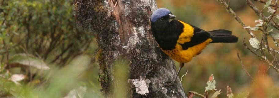 Birding Central Peru Trips